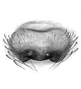 speciesimage
