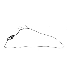 speciesimage