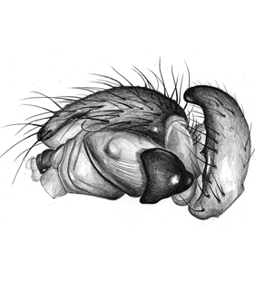 speciesimage
