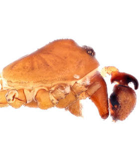 speciesimage