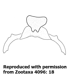 speciesimage