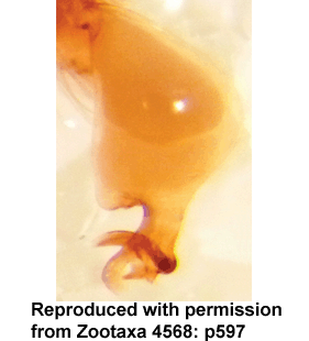 speciesimage