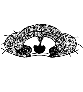 speciesimage