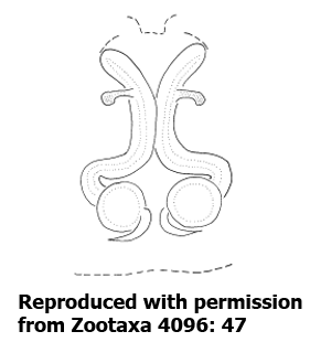 speciesimage