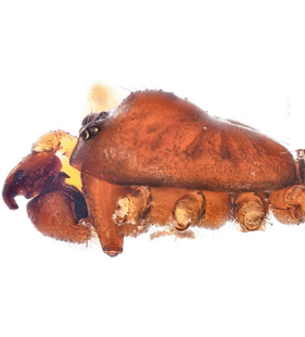 speciesimage
