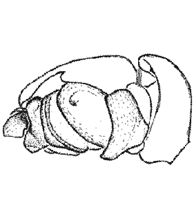 speciesimage