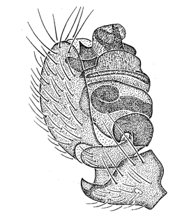 speciesimage