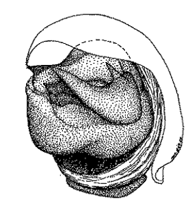 speciesimage