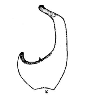 speciesimage