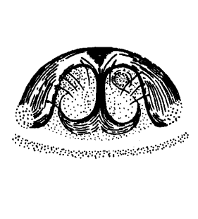 speciesimage