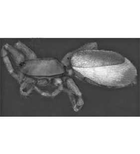 speciesimage