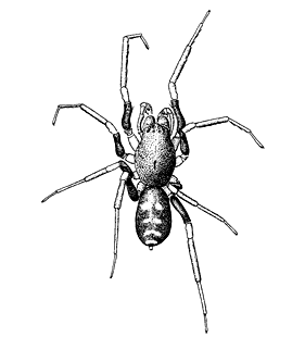 speciesimage