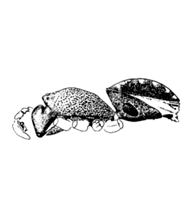 speciesimage