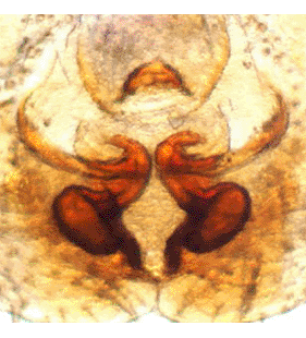 speciesimage
