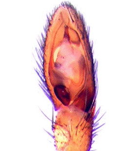speciesimage