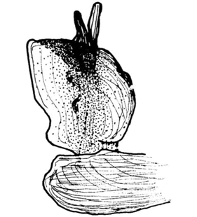 speciesimage