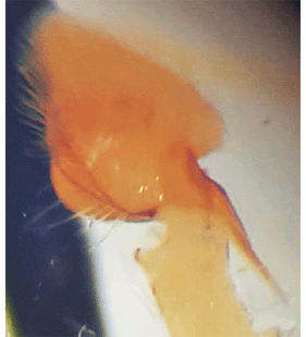 speciesimage