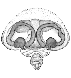 speciesimage