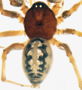 speciesimage