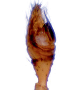 speciesimage
