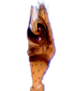 speciesimage