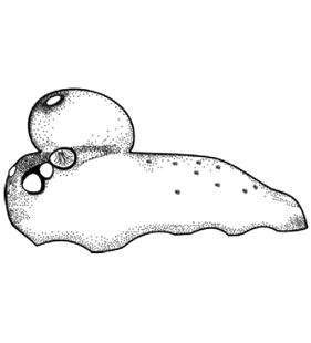 speciesimage