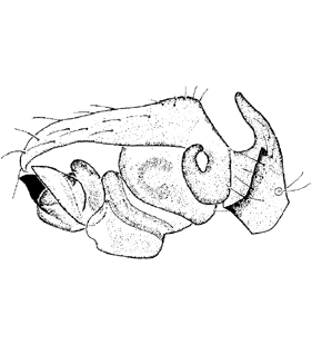speciesimage