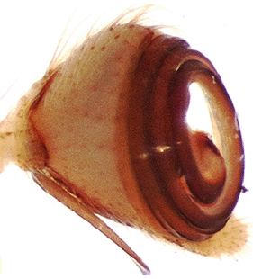 speciesimage
