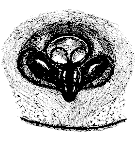 speciesimage