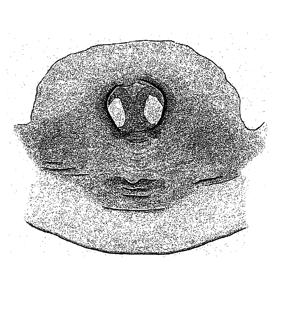 speciesimage