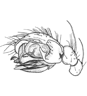 speciesimage