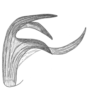 speciesimage