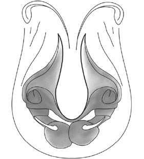 speciesimage