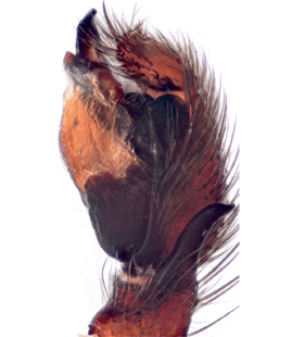 speciesimage