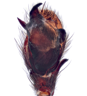 speciesimage