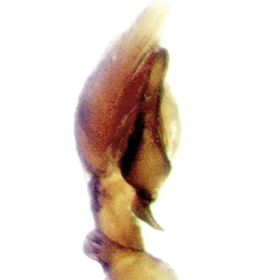 speciesimage