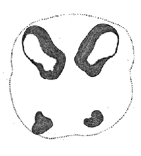 speciesimage