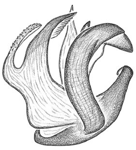 speciesimage