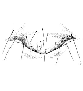 speciesimage