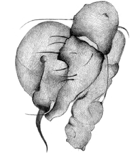 speciesimage