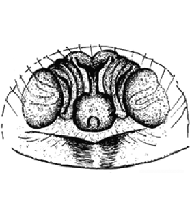 speciesimage