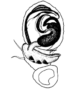 speciesimage