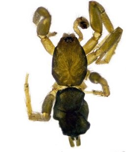 speciesimage