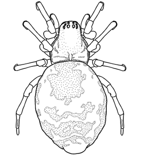 speciesimage