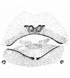 speciesimage