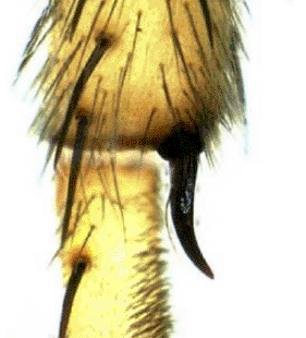 speciesimage