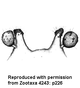 speciesimage