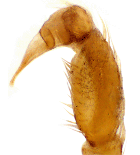 speciesimage