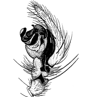 speciesimage