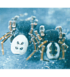 speciesimage